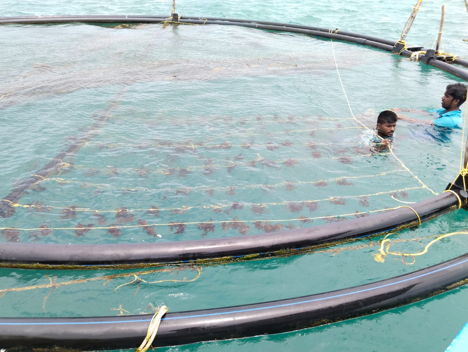 Swapro seaweed cultivation cage