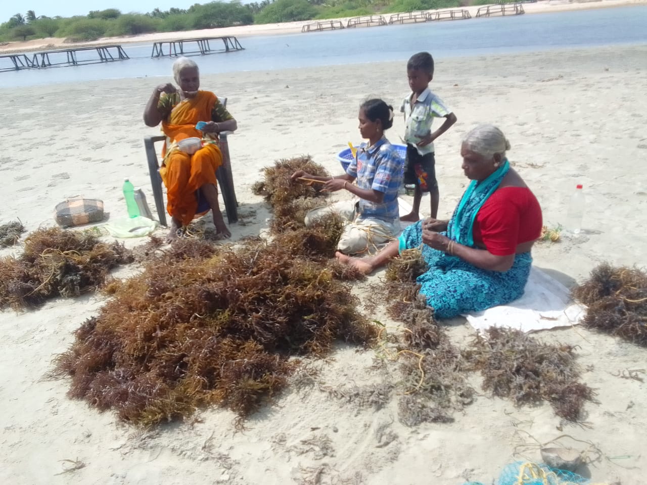 Seaweed cultivation site