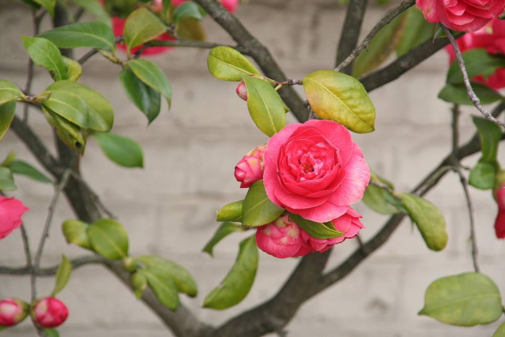 7 CHEAP WAYS TO MAKE YOUR HOUSE AND GARDEN SELL