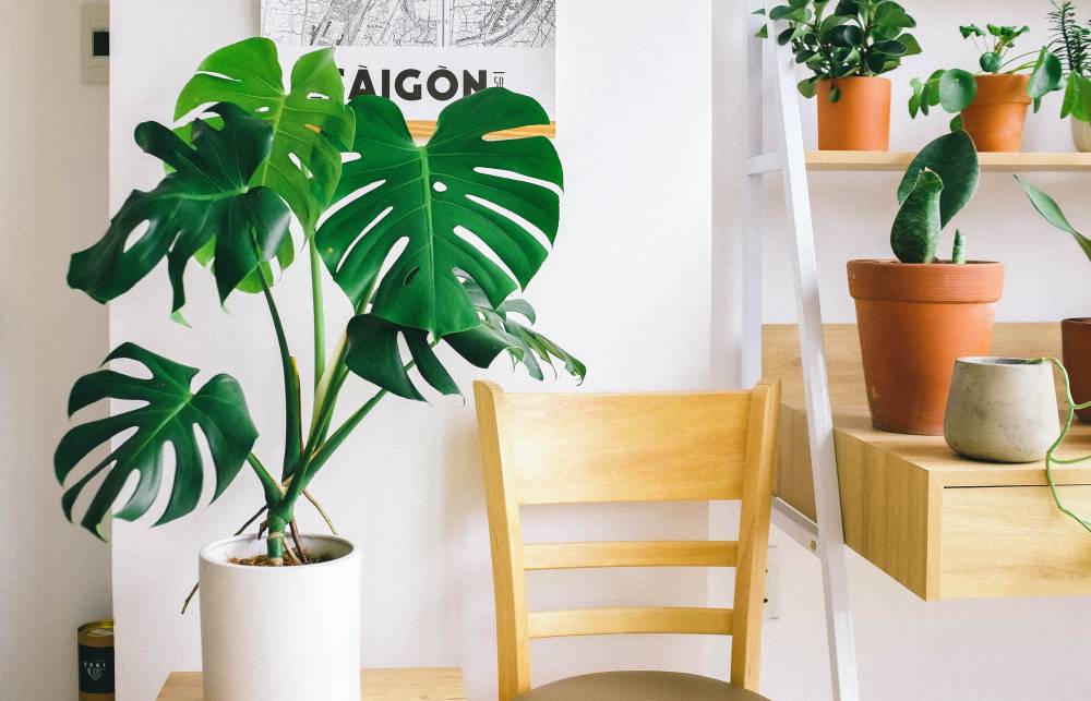 Guest post: Decorate and Brighten Up Your Home with Indoor Plants