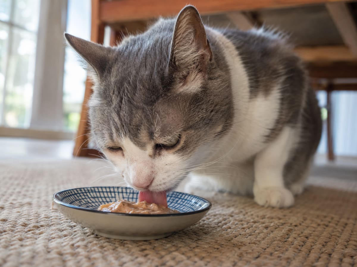 貓咪生病可以吃零食嗎？哪些情況要避免