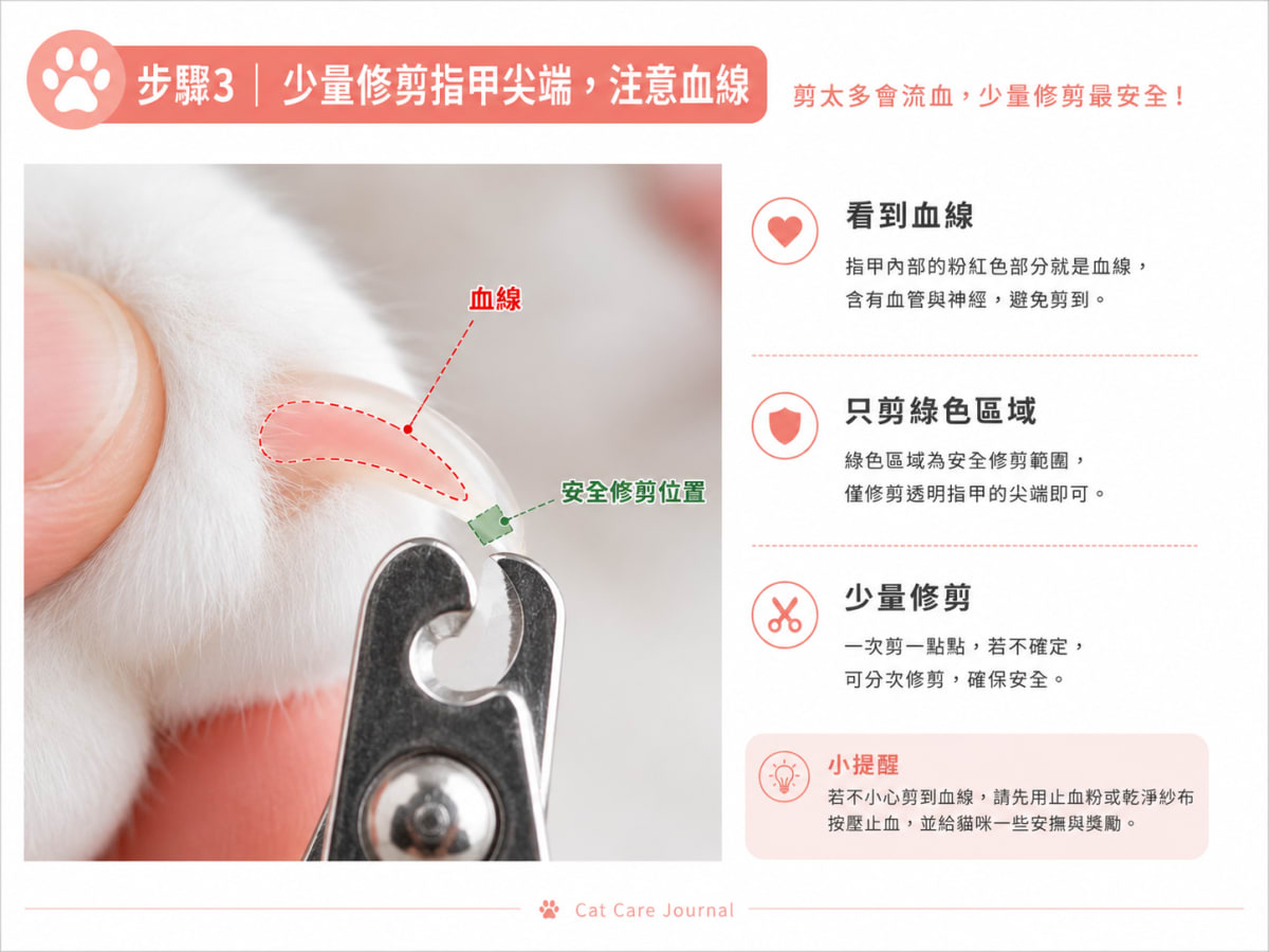 幫貓咪剪指甲盡量快速俐落
