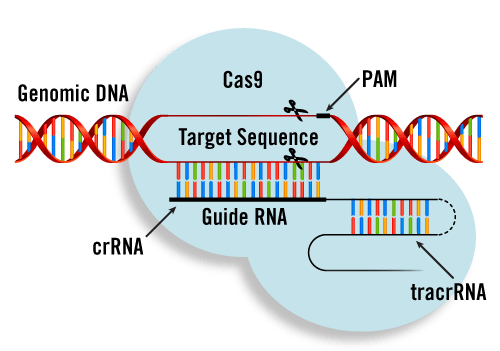 mecanismo CRISPR-Cas9.png