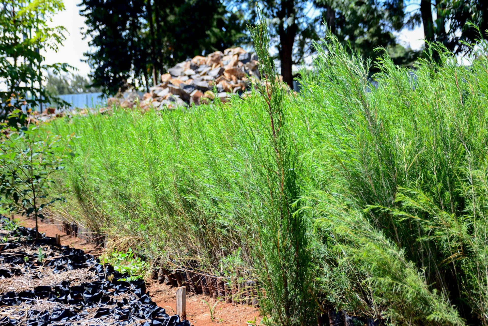 Bottlebrush - Image 3