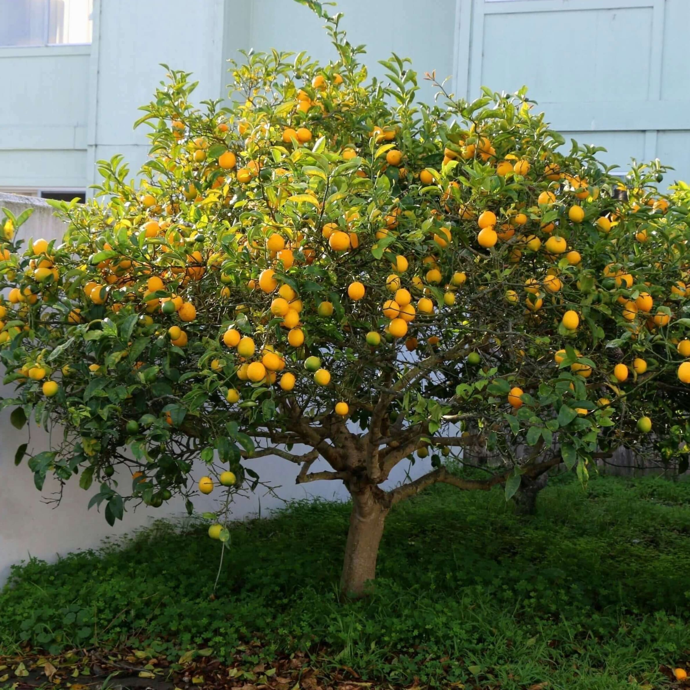 Lemon - Citrus × limon - Image 1