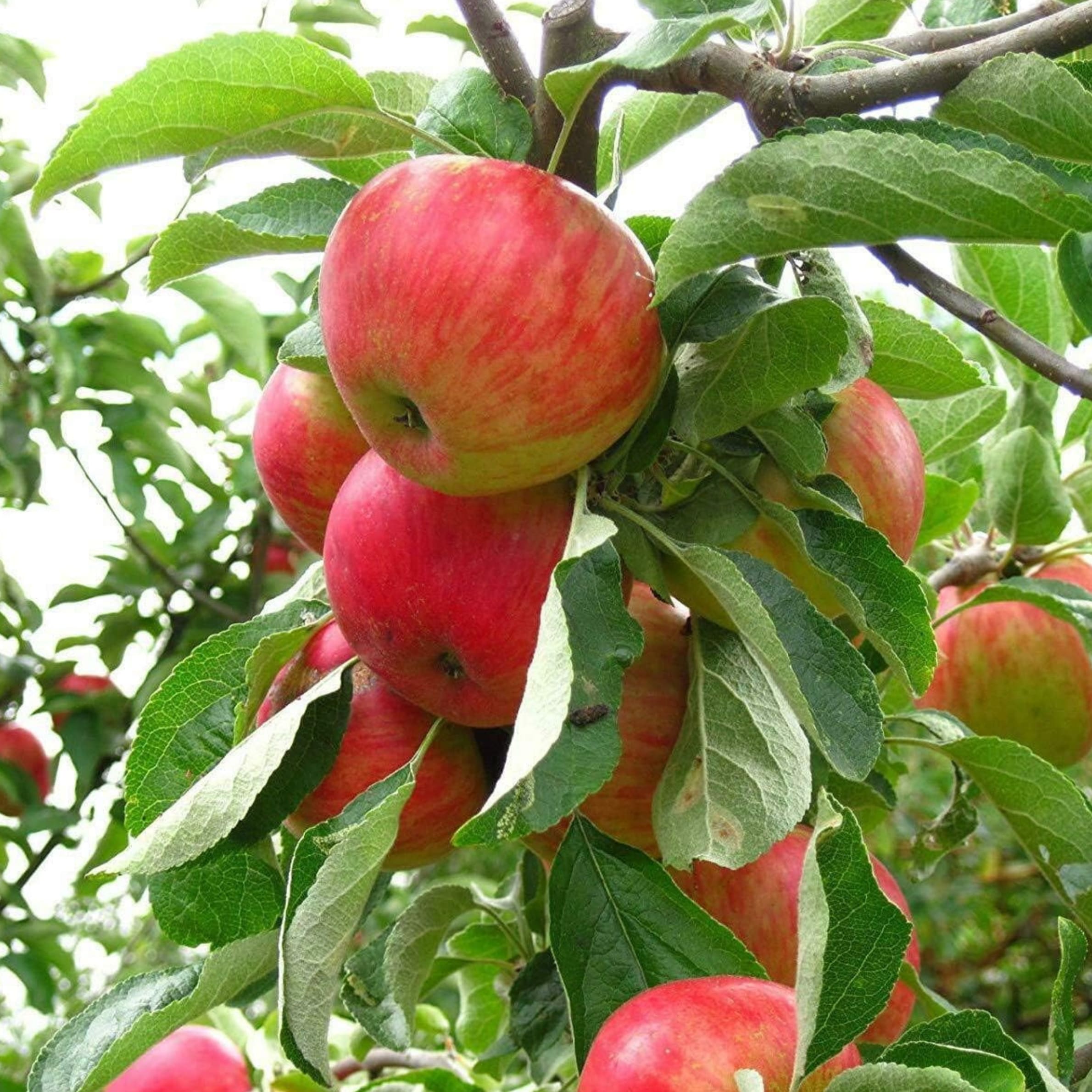 Apple - Malus domestica - Image 2