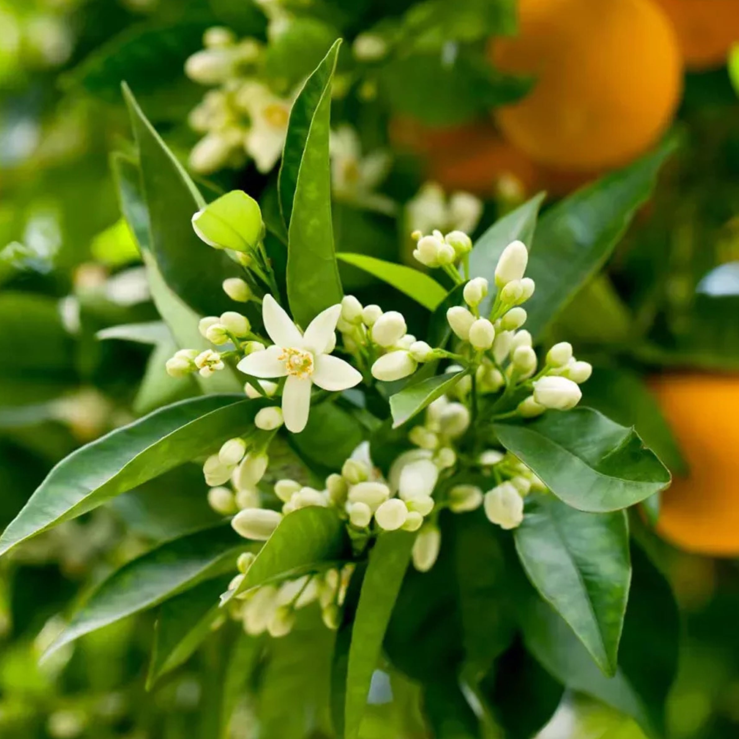 Orange - Citrus × sinensis - Image 3