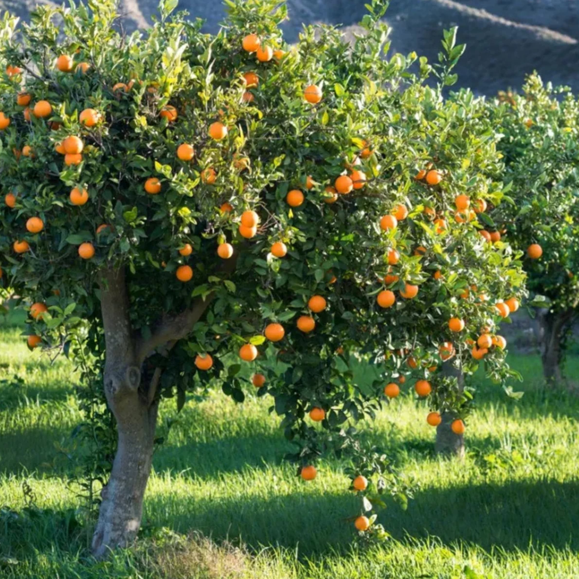 Orange - Citrus × sinensis - Image 1