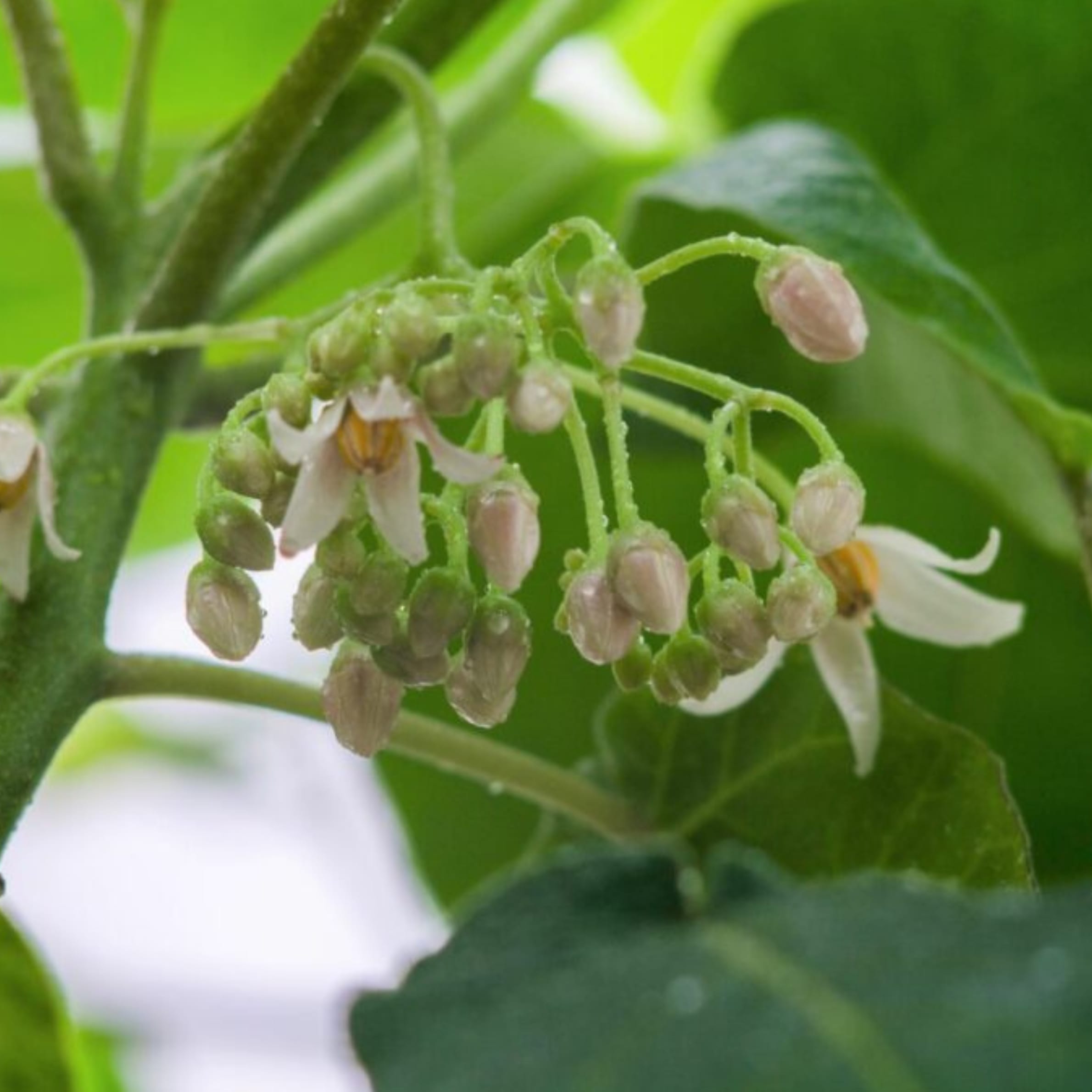 Tamarillo (Tamalila) - Solanum betaceum - Image 3