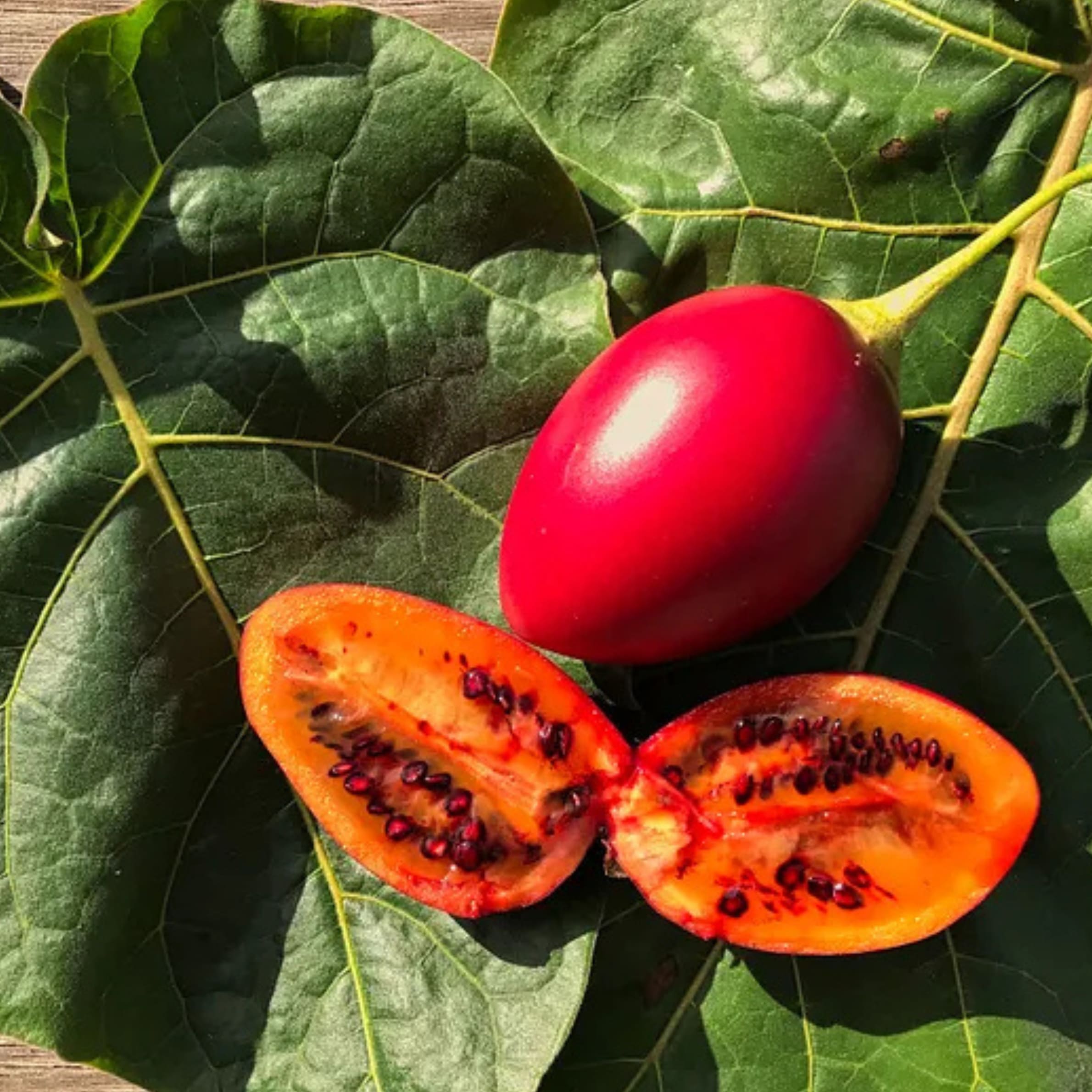 Tamarillo (Tamalila) - Solanum betaceum - Image 2