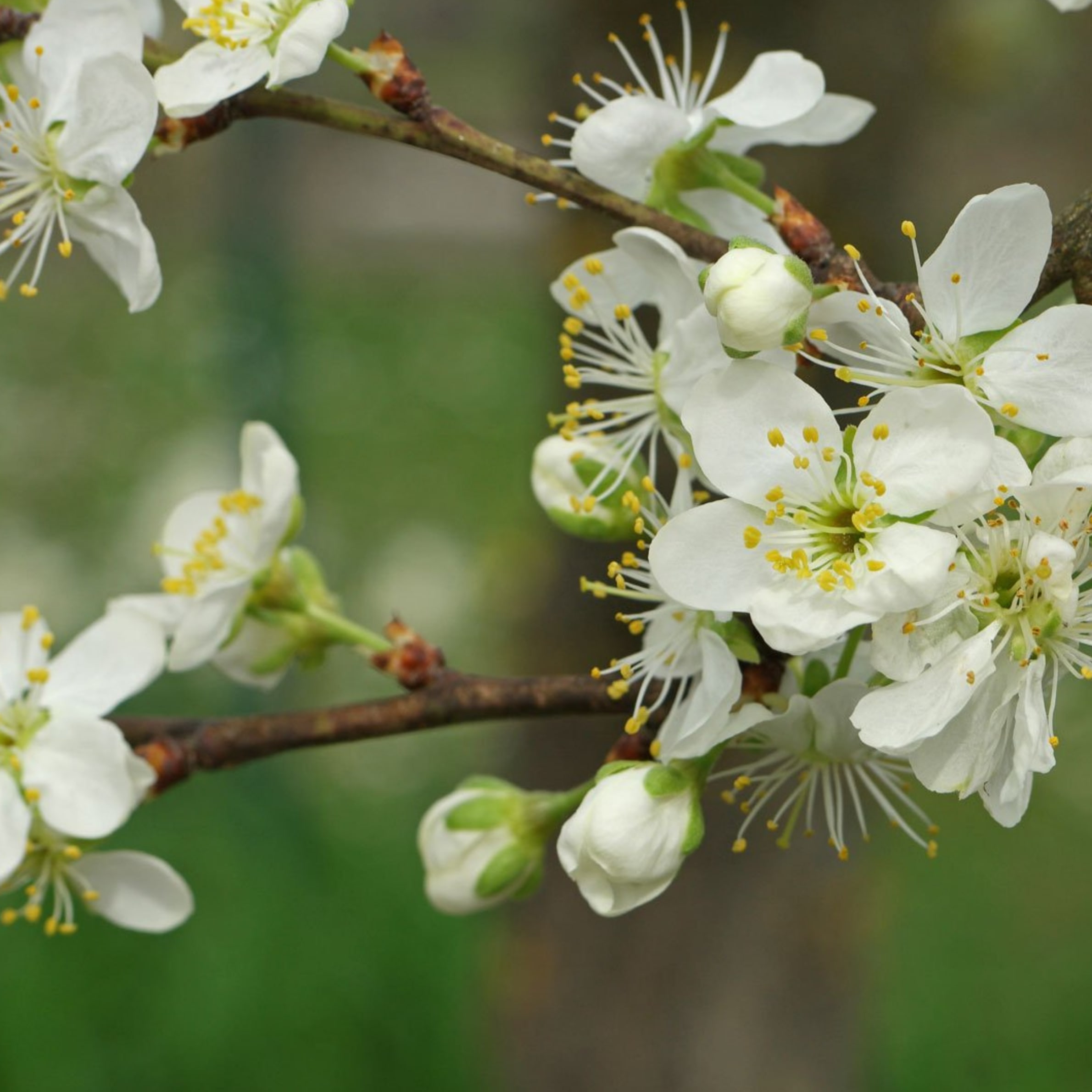 Plum - Prunus domestica - Image 3