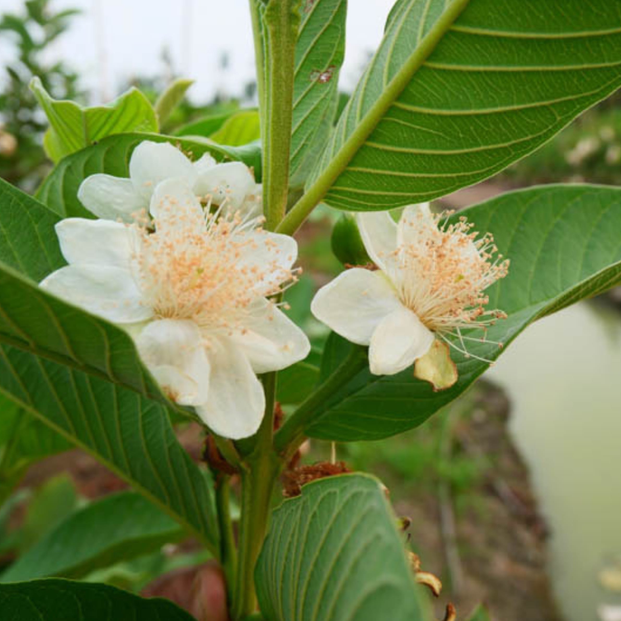 Guava - Psidium guajava - Image 3
