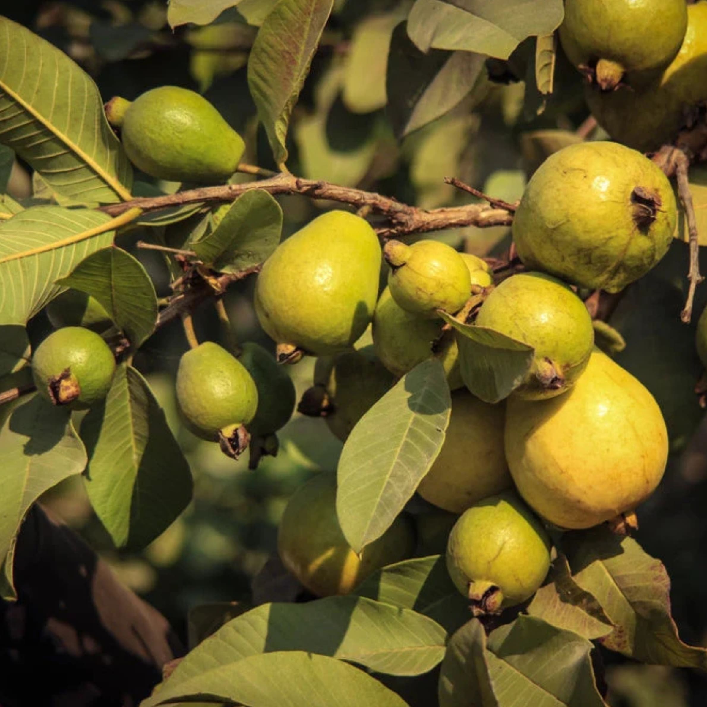 Guava - Psidium guajava - Image 2