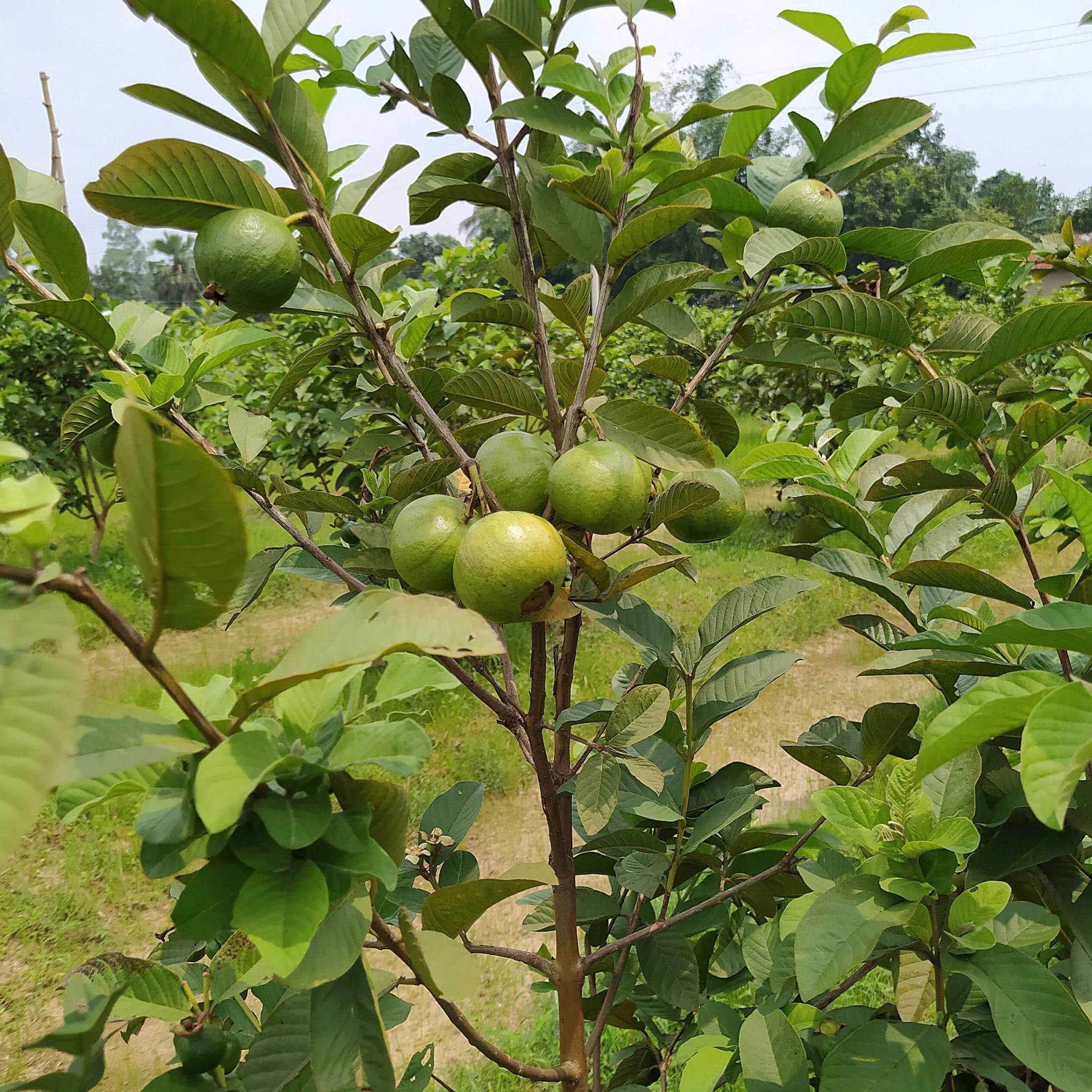 Comprehensive Report on Guava Farming in Kenya