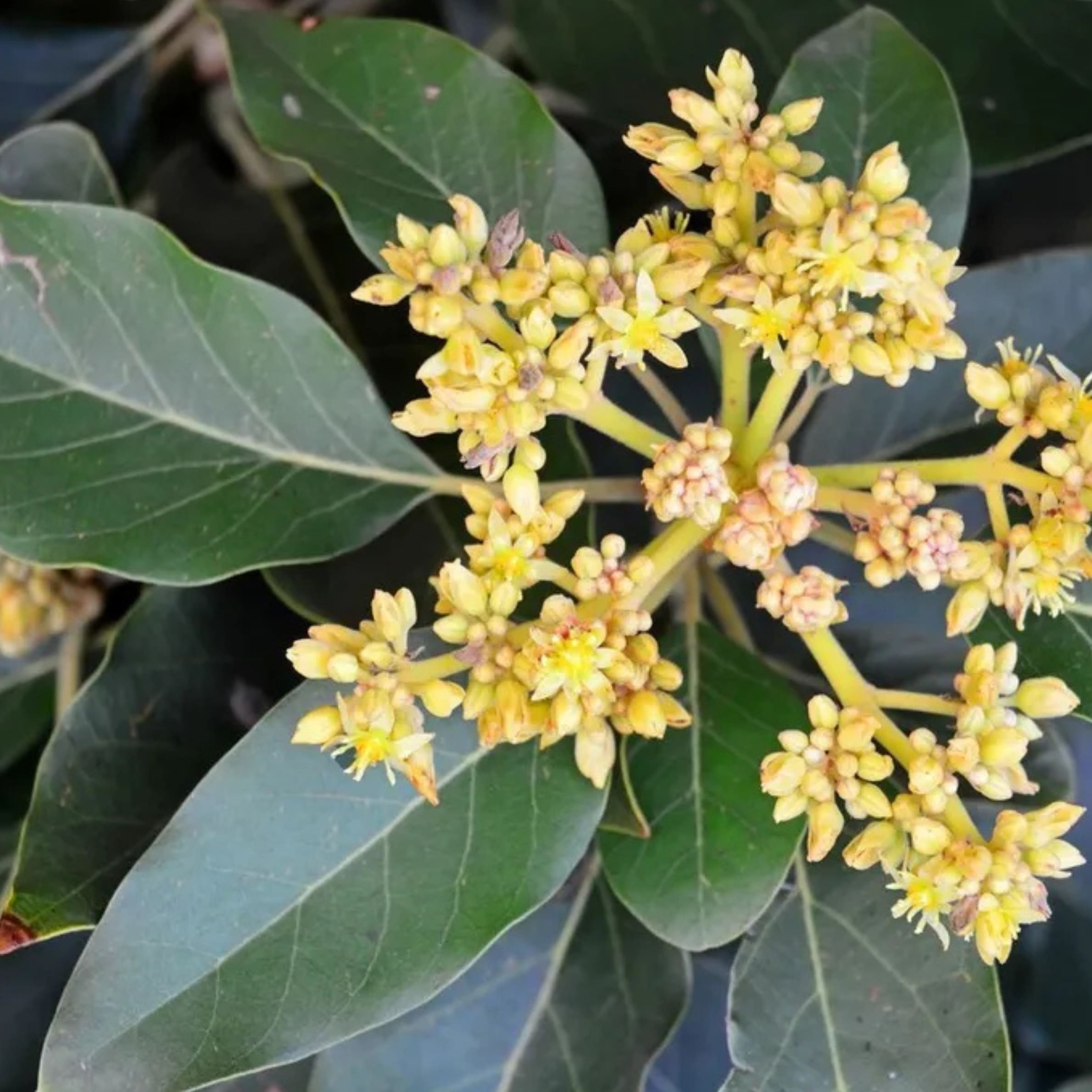 Hass Avocado Tree - Image 3