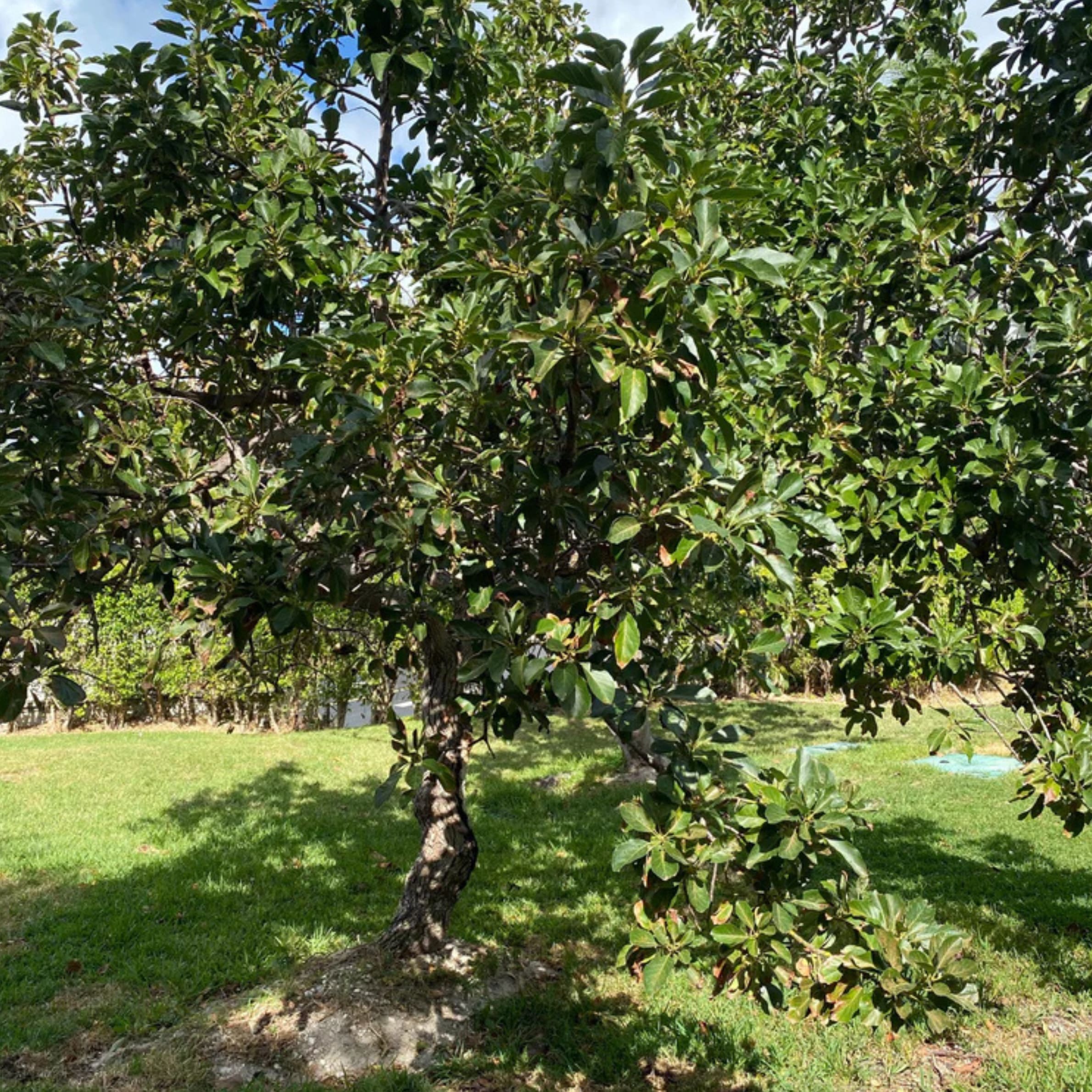 Hass Avocado Farming in Kenya: A Comprehensive Guide
