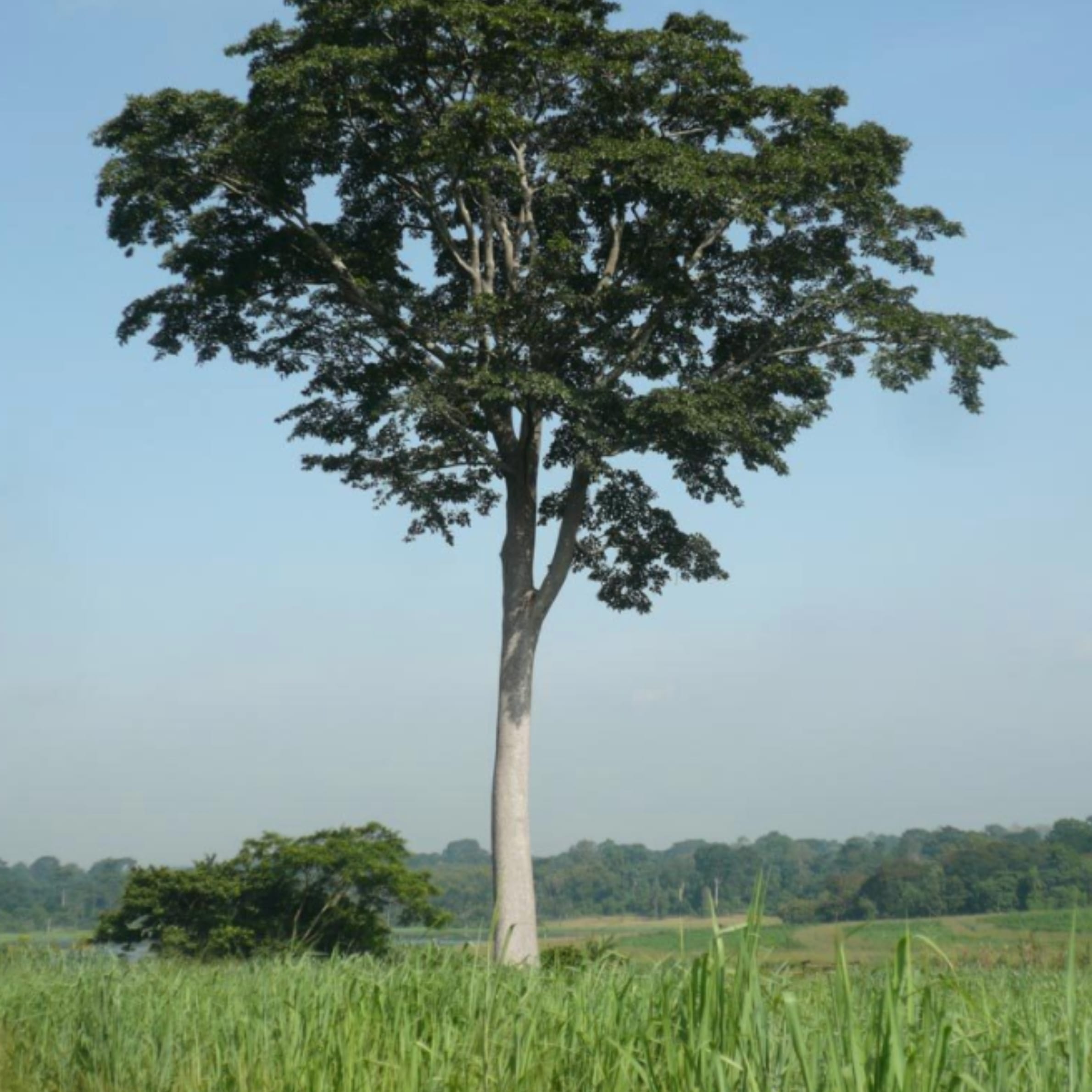 Mvule - Image 1
