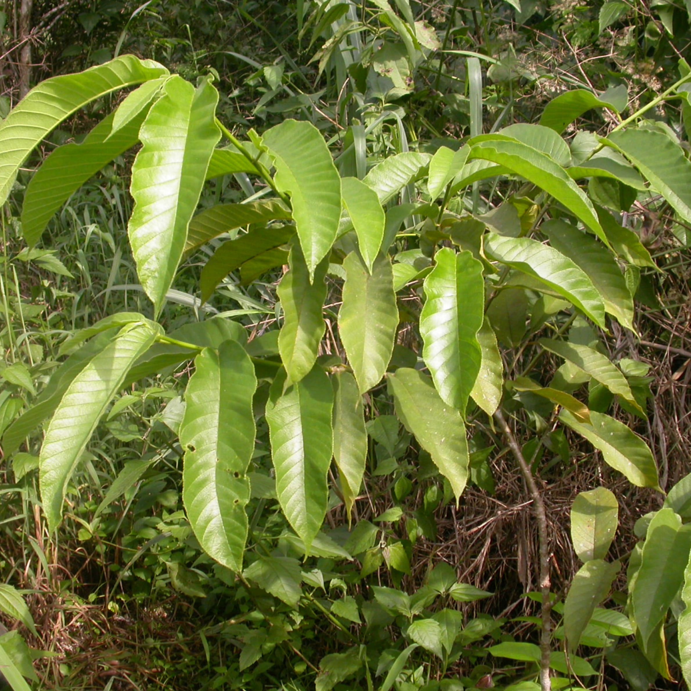 Mvule - Image 3