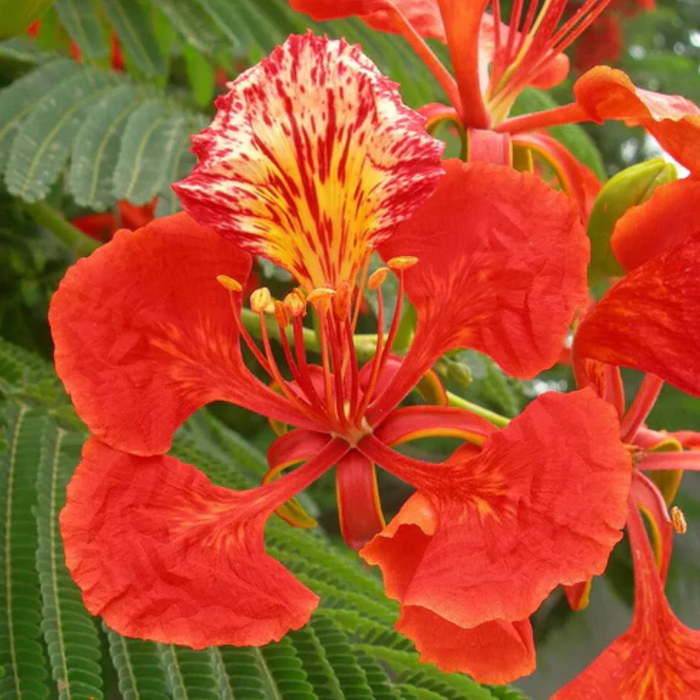 Flame Tree - Image 3