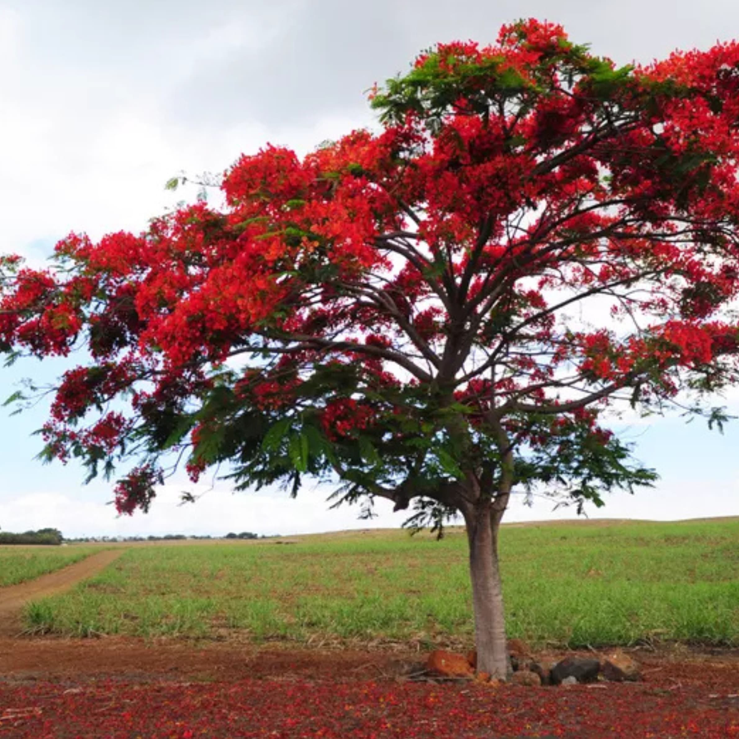 Flame Tree - Image 1