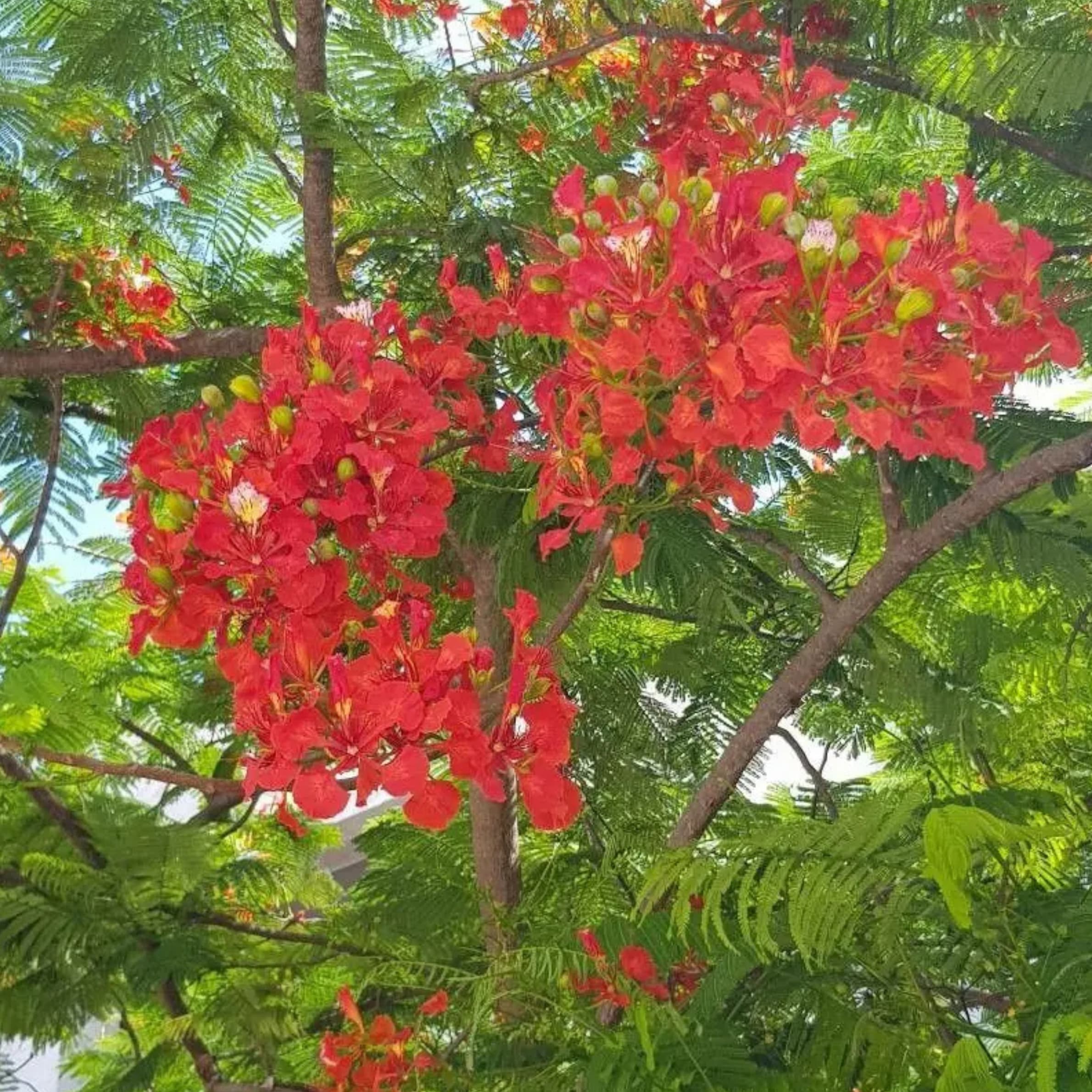 Flame Tree - Image 2