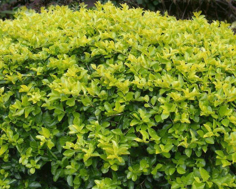 Green Duranta - Image 2
