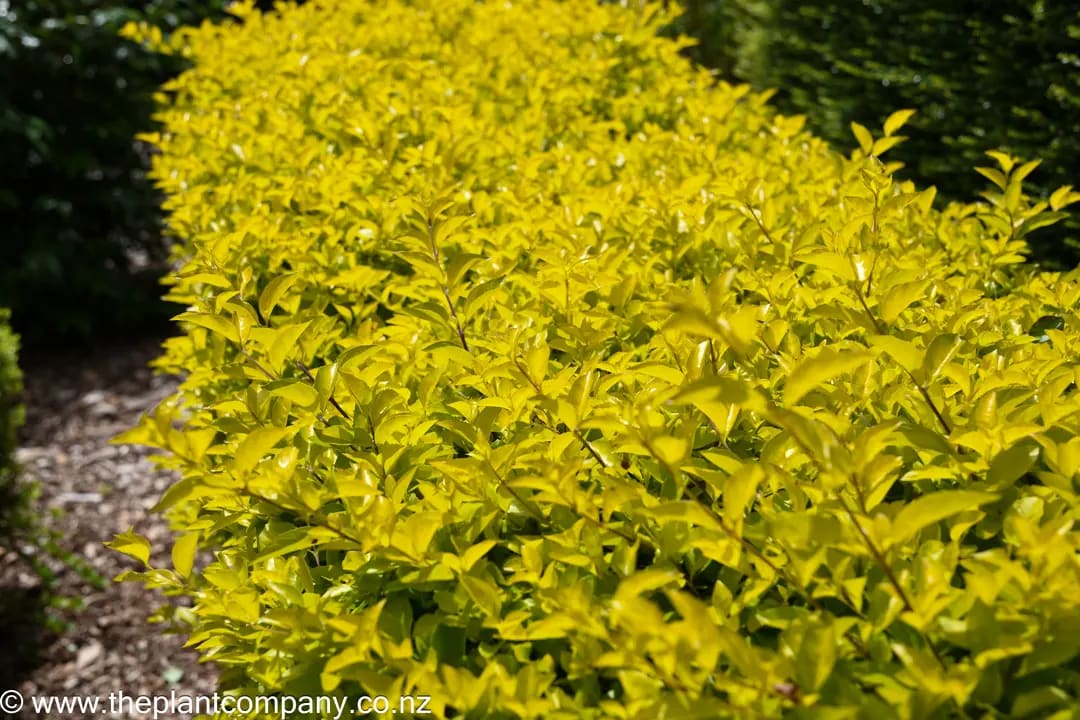 Yellow Duranta - Image 1