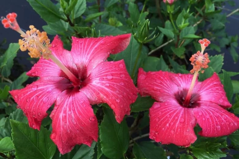 Tropical Hibiscus (Pink) - Image 1