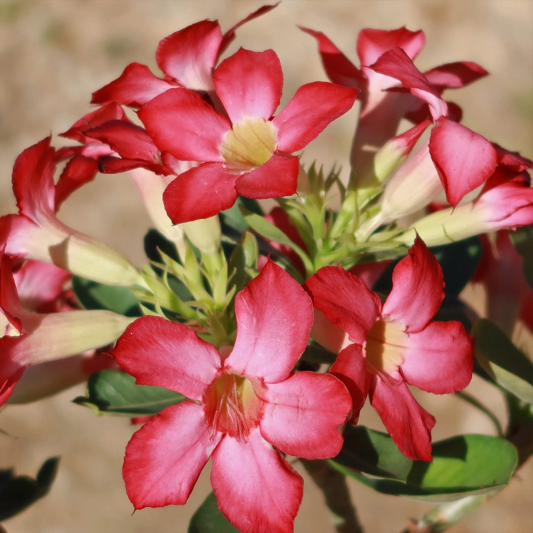 Desert Rose (Rose) - Image 2