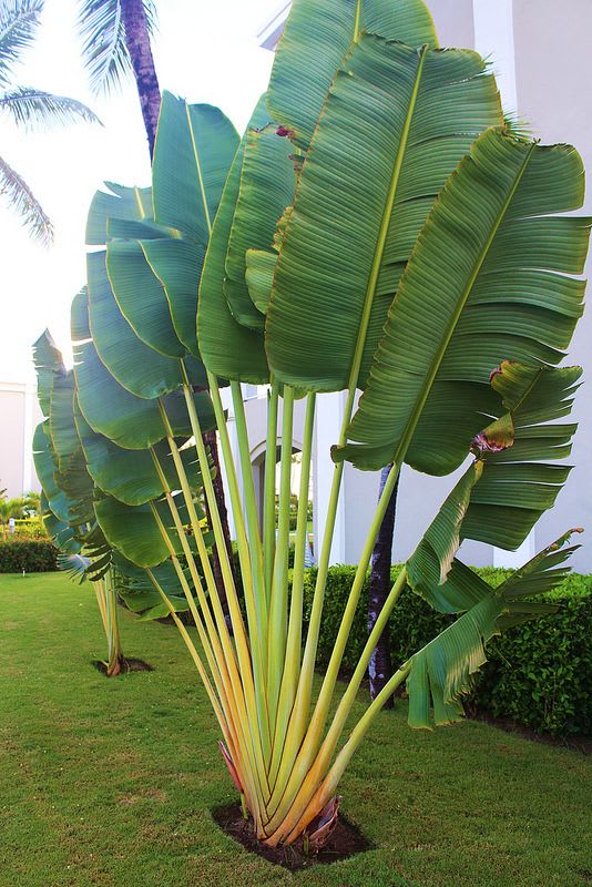 Traveller's Palm (Palm) - Image 3