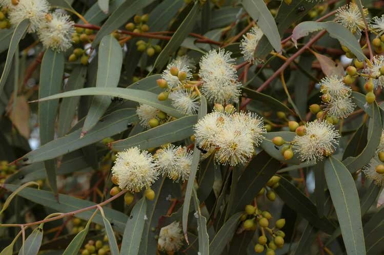 Red blue gum - Image 2