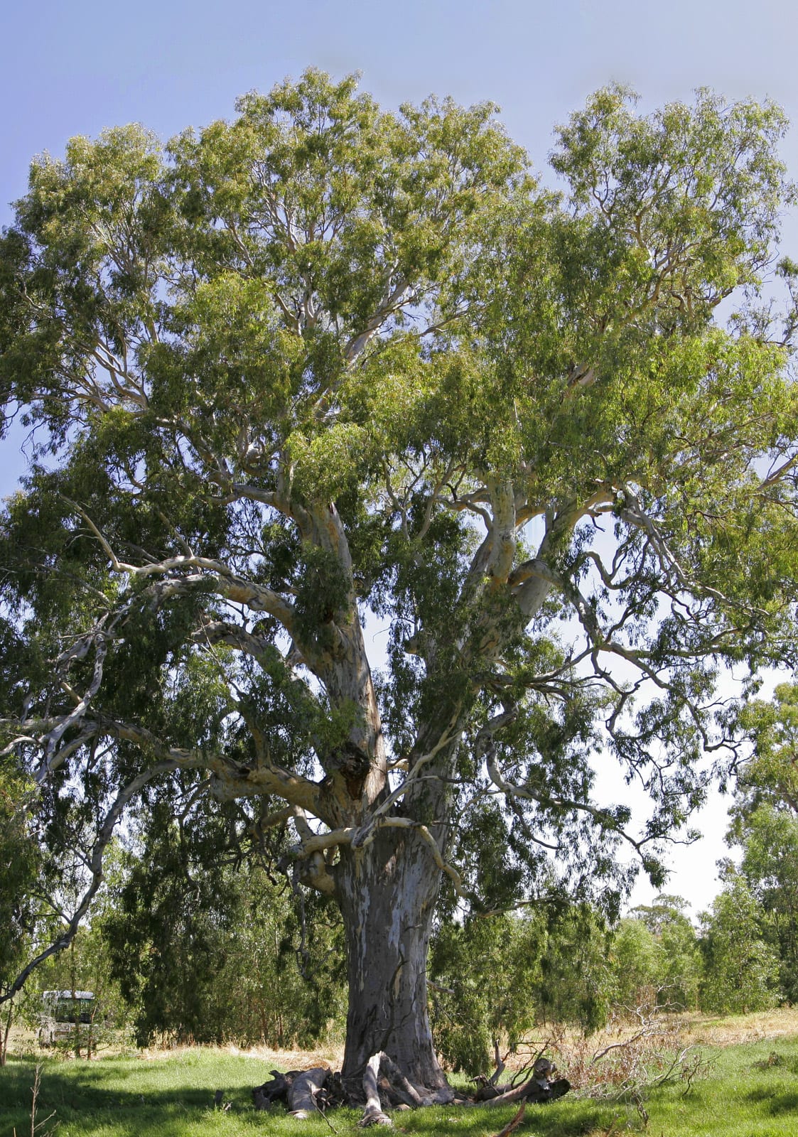 Red blue gum - Image 1