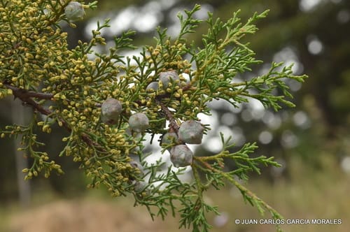 Mexican Cypress (Muthithinda) - Image 1