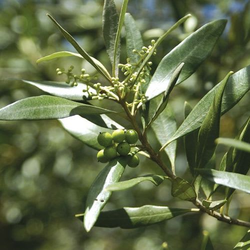 East African Olive (Mucharage) - Image 2