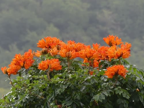 African Tulip Tree (Nandi Flame) - Image 2