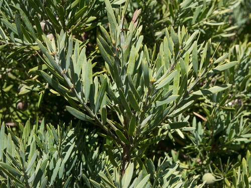 Outeniqua Yellowwood (Muthengera) - Image 2