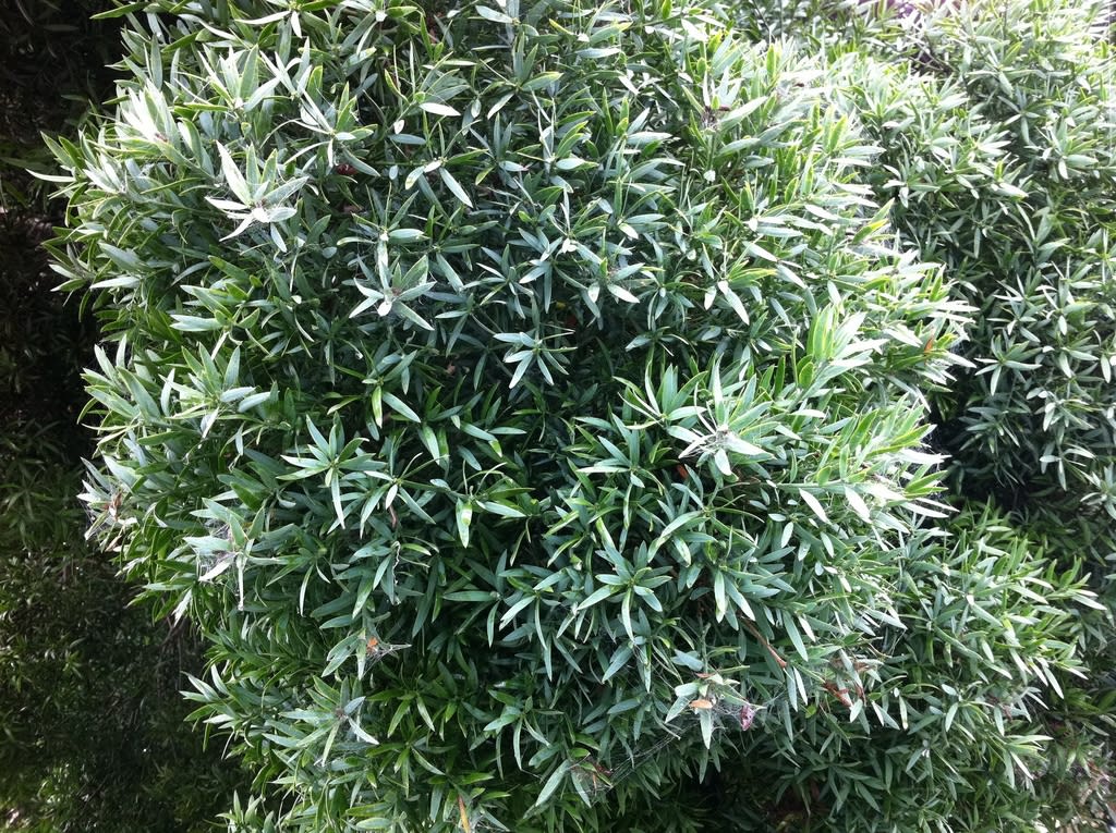 Outeniqua Yellowwood (Muthengera) - Image 3