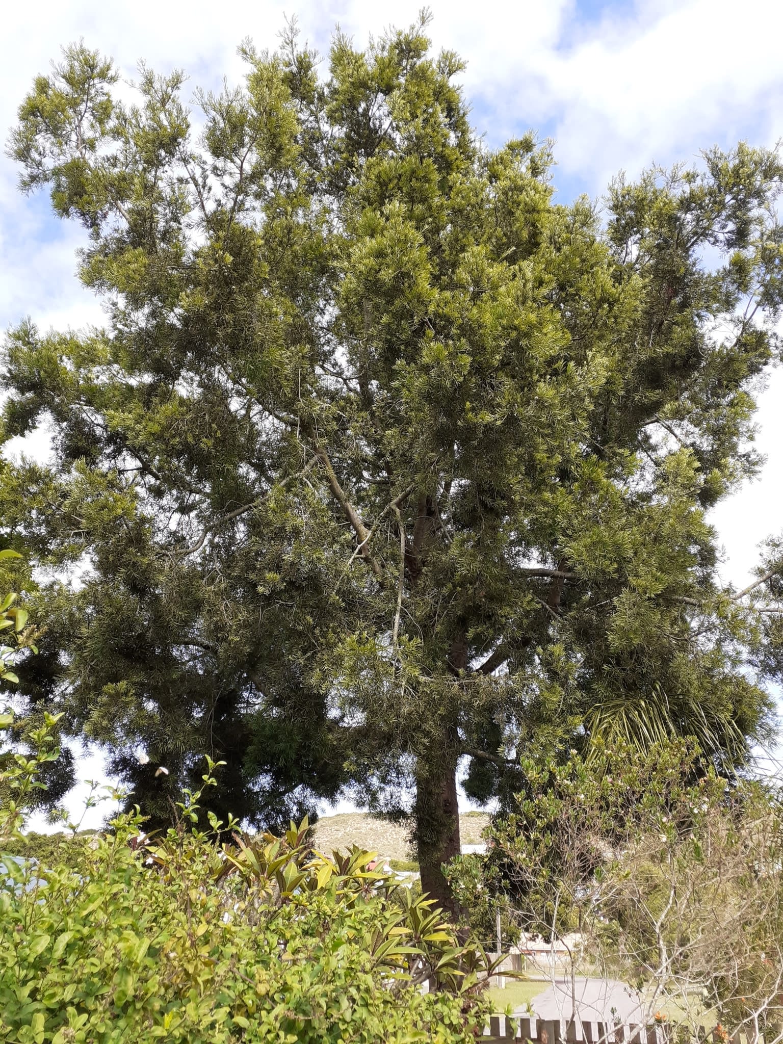 Outeniqua Yellowwood (Muthengera) - Image 1