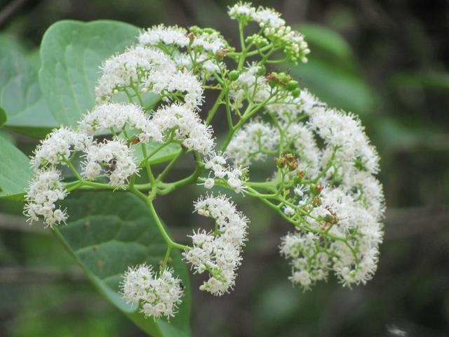 Murembu Tree (Murembu) - Image 2