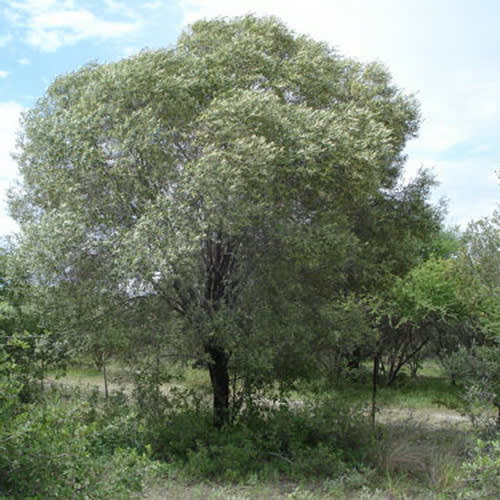 African Olive (Mutamayo) - Image 1