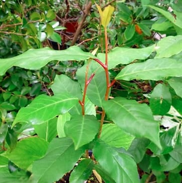 Red Stinkwood (Muiri) - Image 3