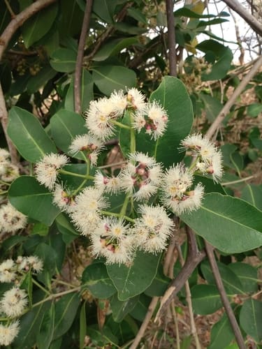 Water Pear (Mukoe) - Image 2
