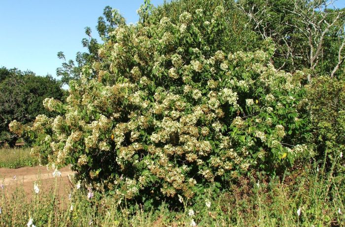 Dombeya (Mukeu) - Image 1