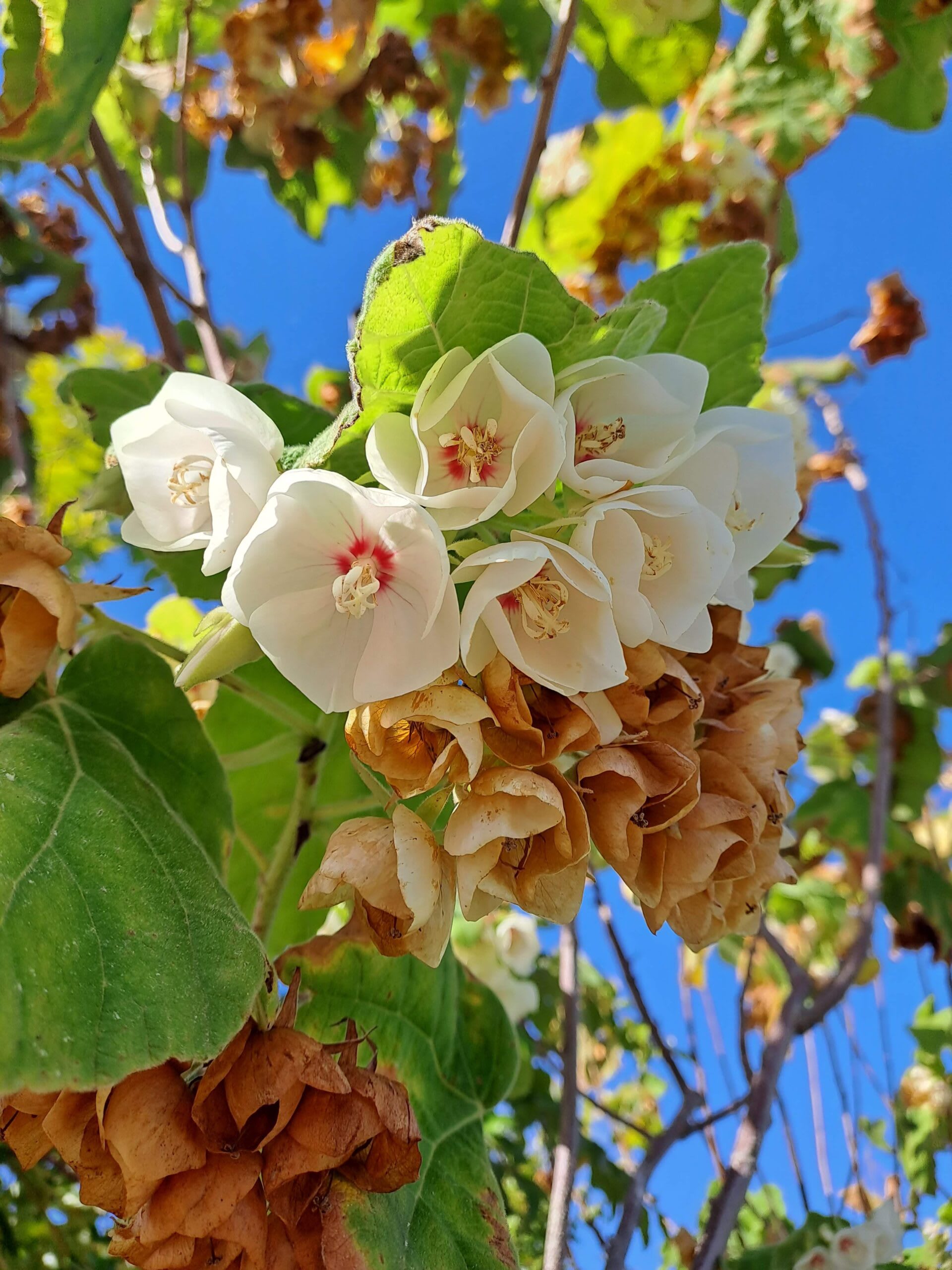 Dombeya (Mukeu) - Image 2