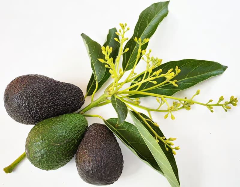 Avocado - Non Grafted - Image 3