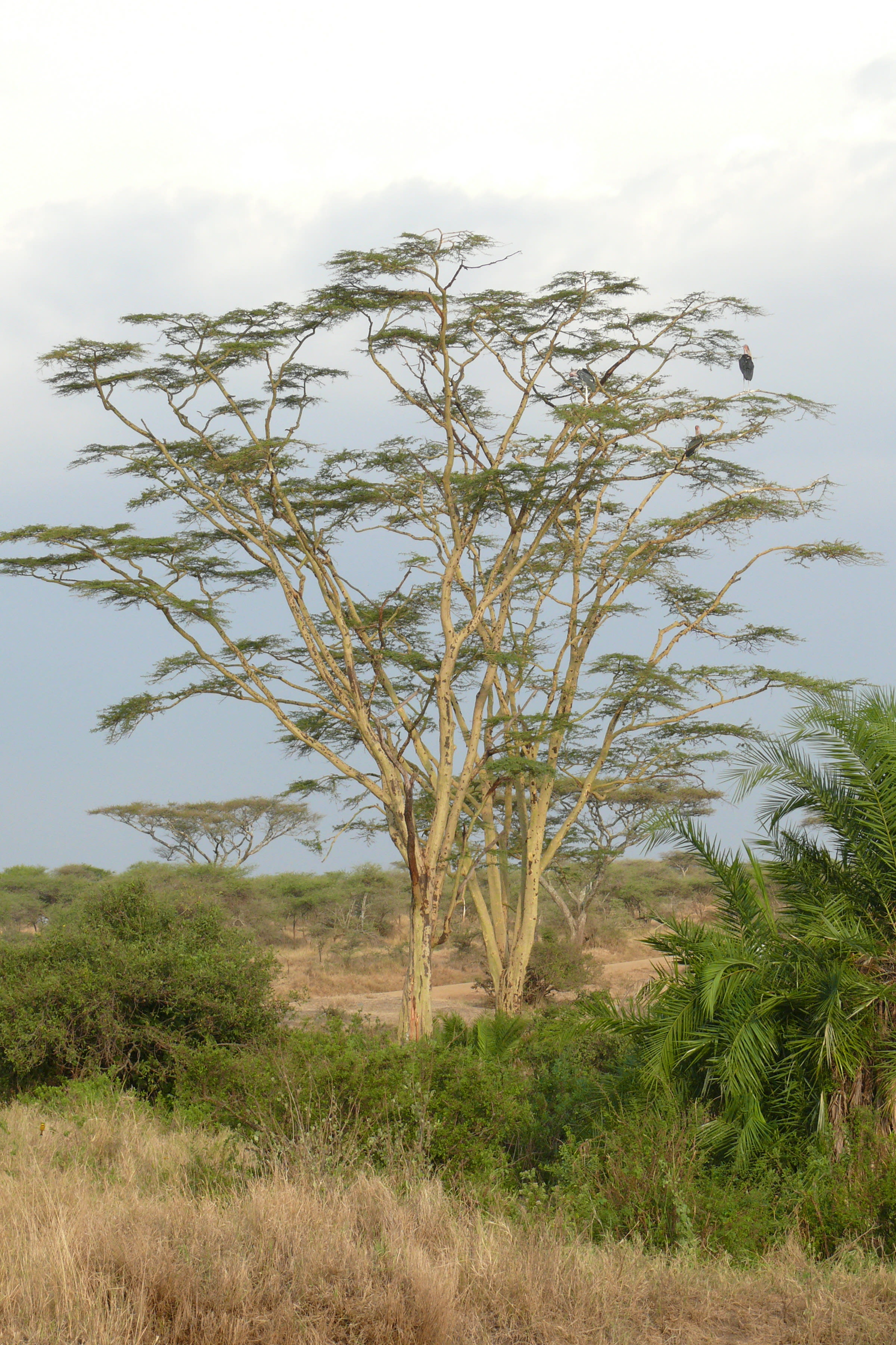 Yellow Bark Acacia - Image 1