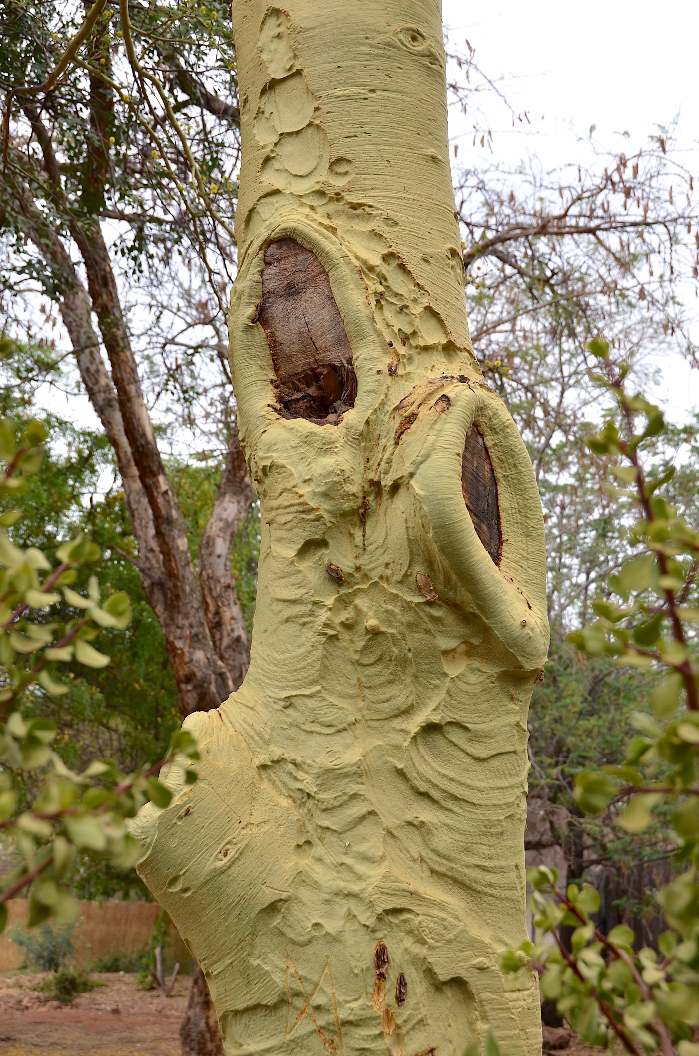Yellow Bark Acacia - Image 2