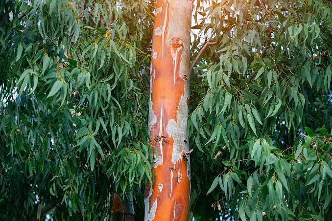 White blue gum - Image 2