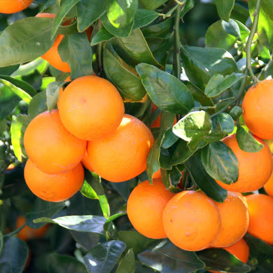 Pixie Oranges - Image 2