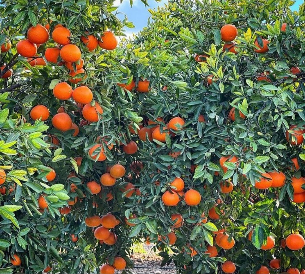 Pixie Oranges - Image 1